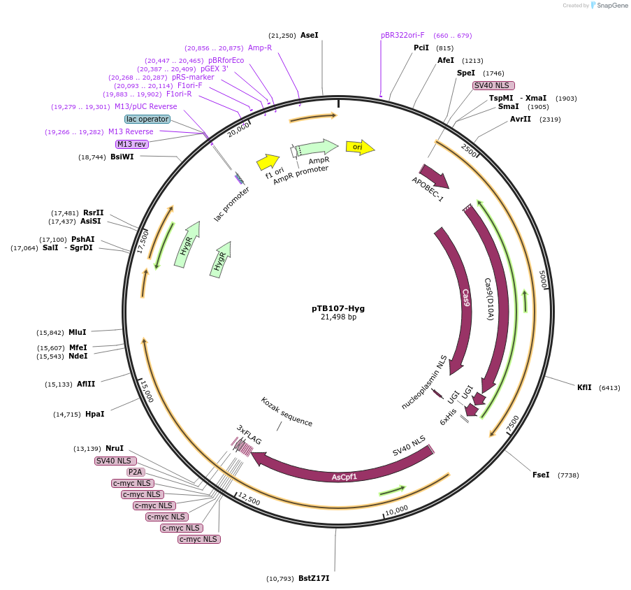 236781-plasmid-map-sequence-id-505275