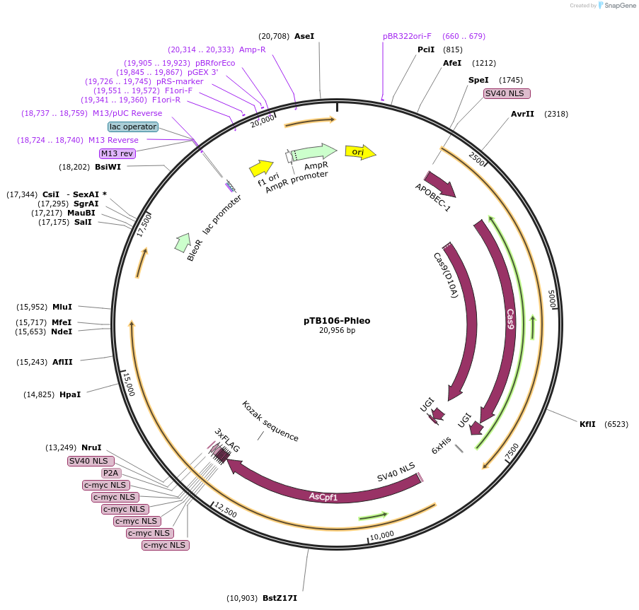 236780-plasmid-map-sequence-id-505276