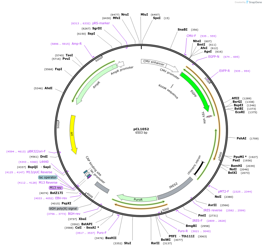 252437-plasmid-map-sequence-id-505281