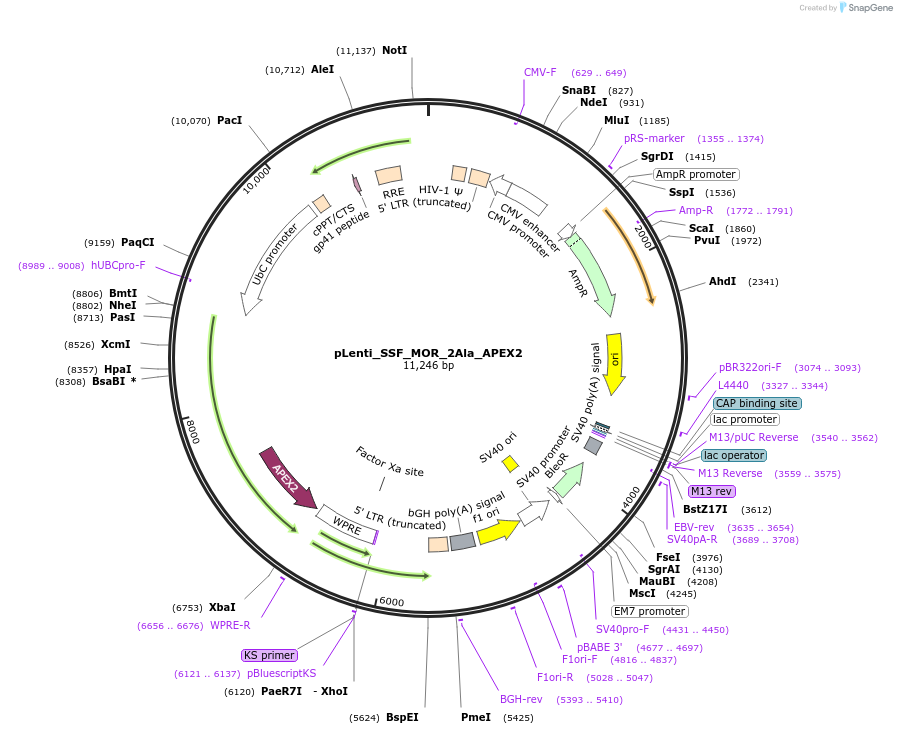250774-plasmid-map-sequence-id-505283