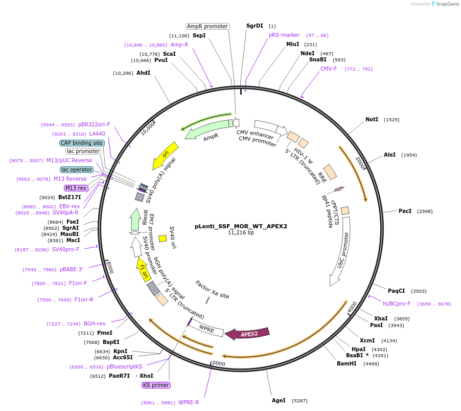 250773-plasmid-map-sequence-id-505284