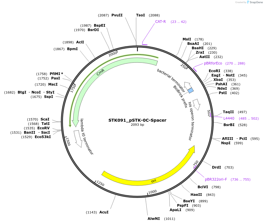 235417-plasmid-map-sequence-id-505287