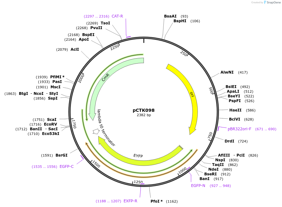 248461-plasmid-map-sequence-id-505288