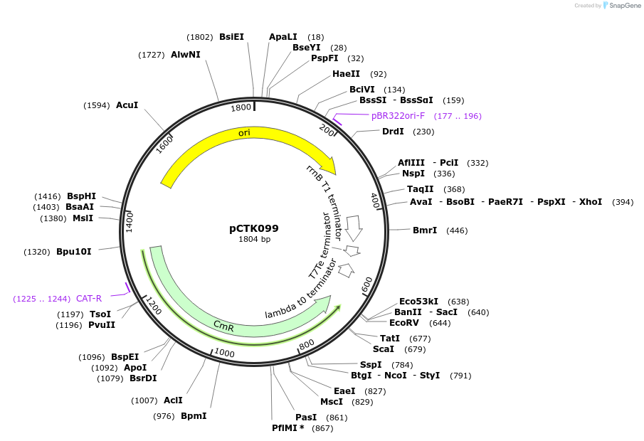 248462-plasmid-map-sequence-id-505289