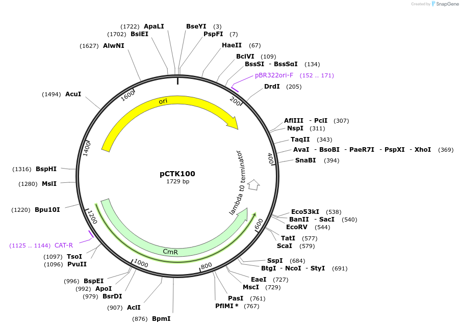 248463-plasmid-map-sequence-id-505290