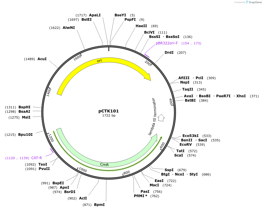 248464-plasmid-map-sequence-id-505291