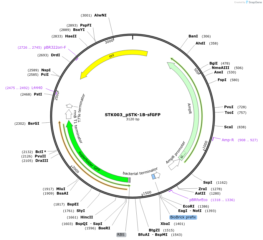 235330-plasmid-map-sequence-id-505292