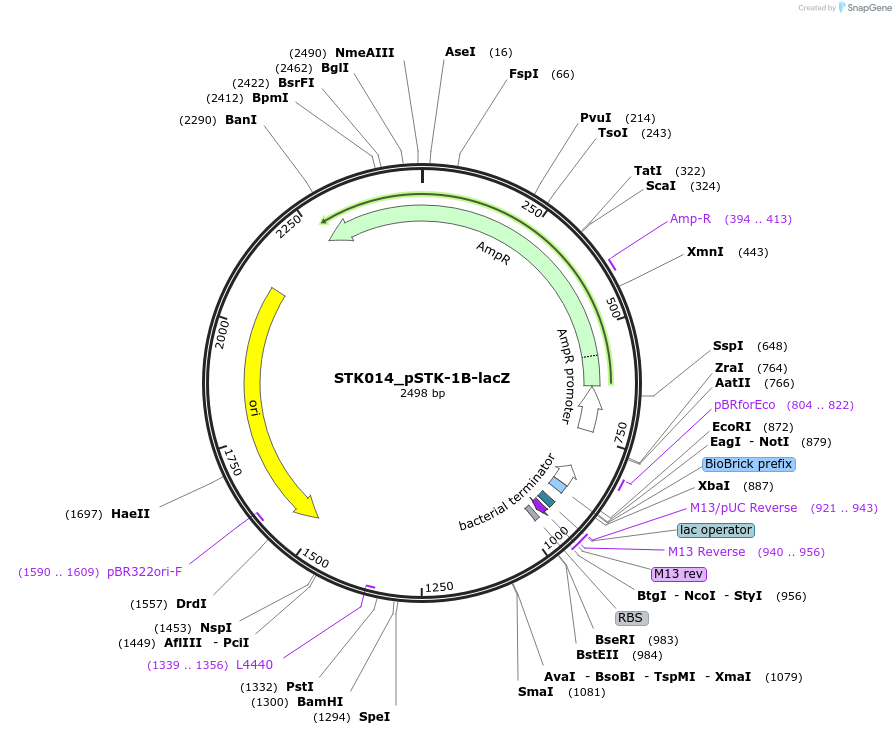 235334-plasmid-map-sequence-id-505293