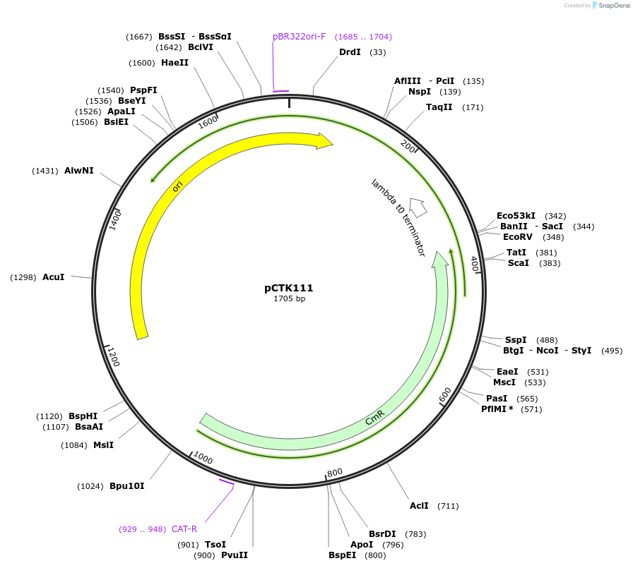 248474-plasmid-map-sequence-id-505295
