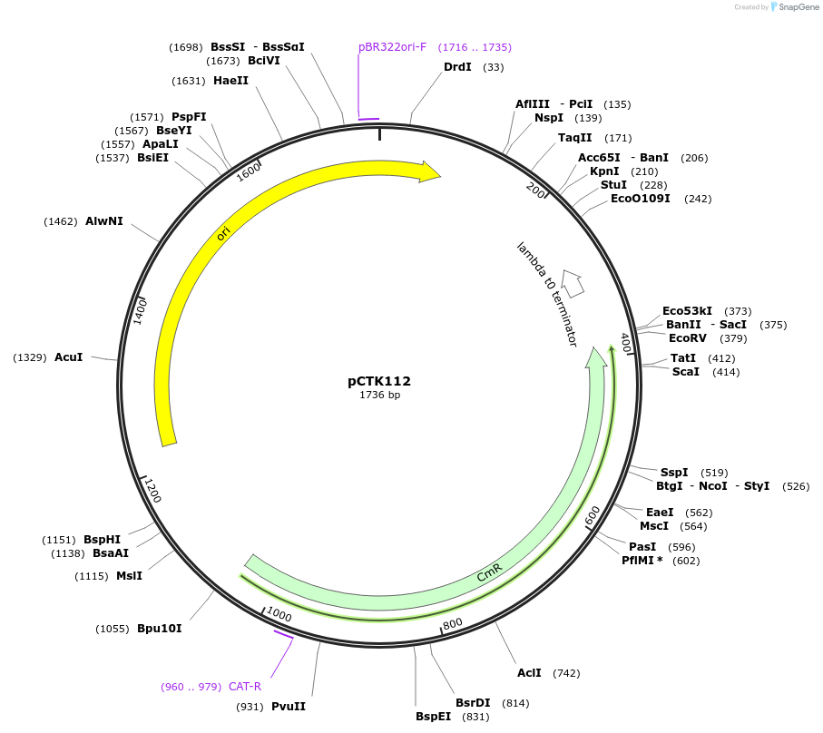 248475-plasmid-map-sequence-id-505296