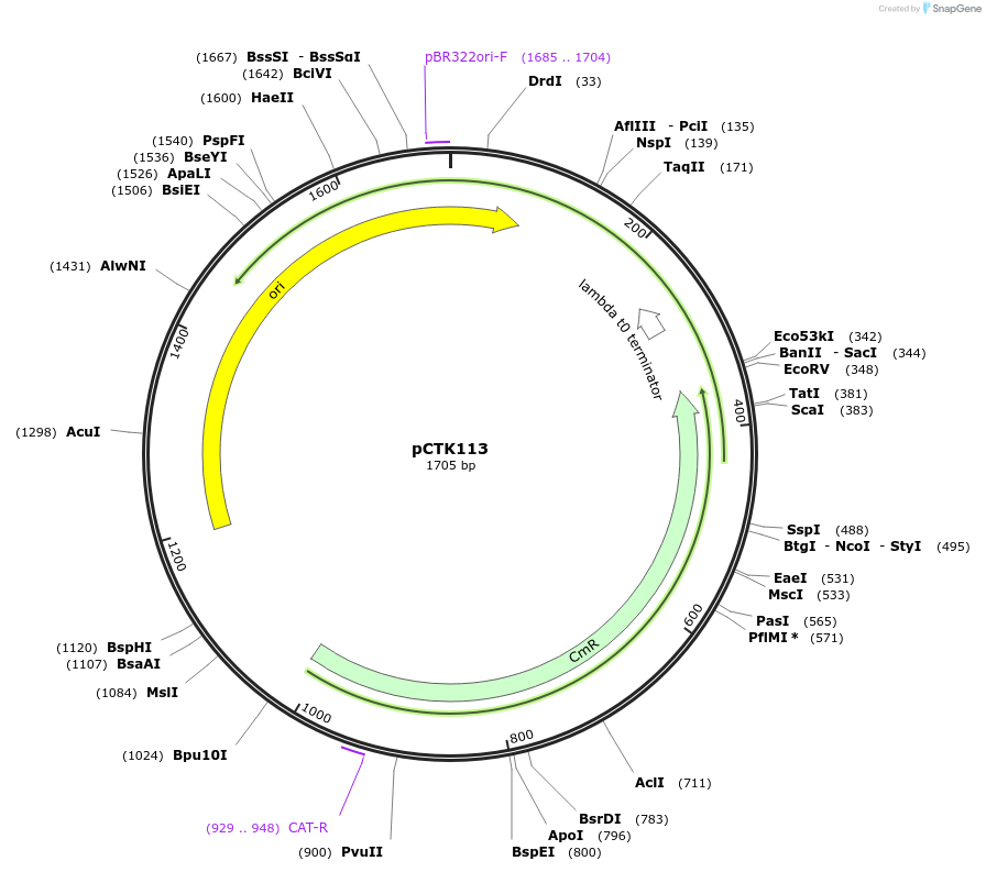 248476-plasmid-map-sequence-id-505297