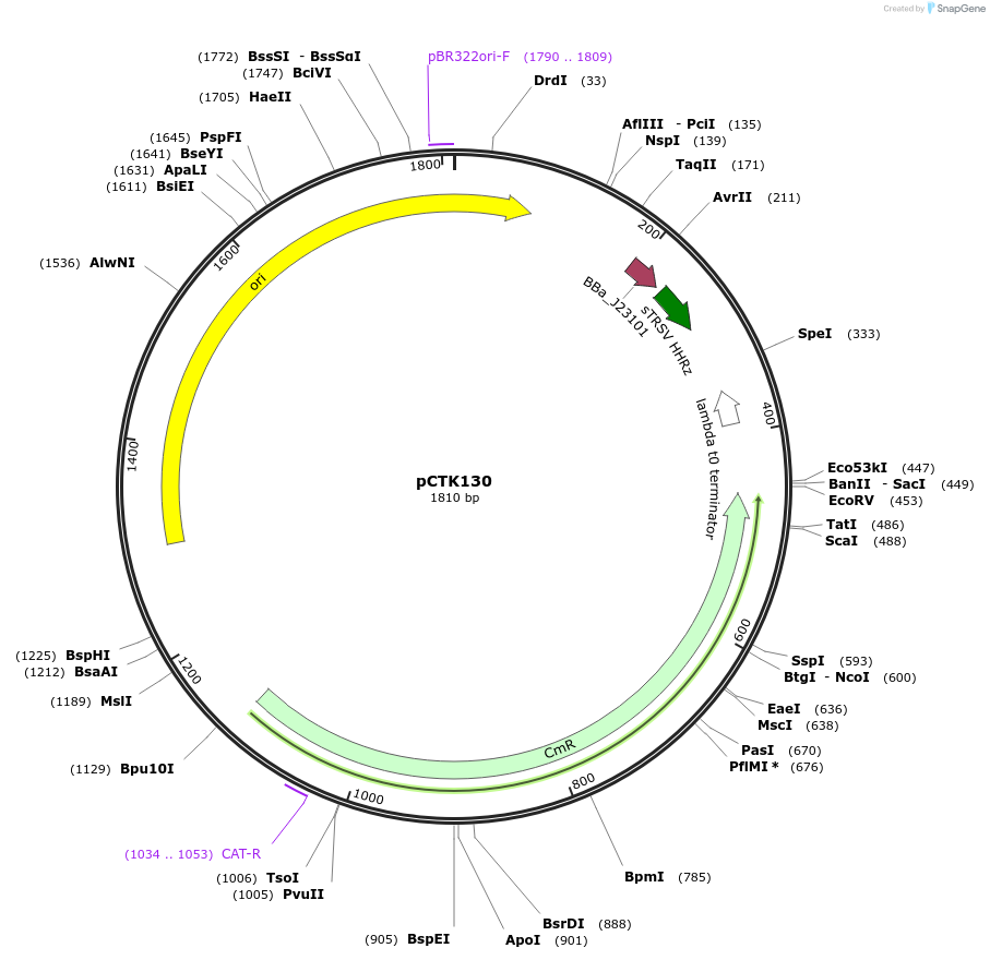 248493-plasmid-map-sequence-id-505298