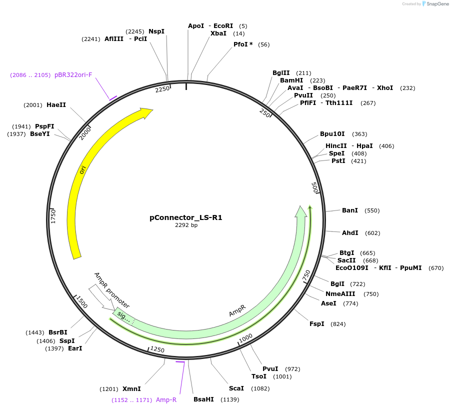 254022-plasmid-map-sequence-id-505299