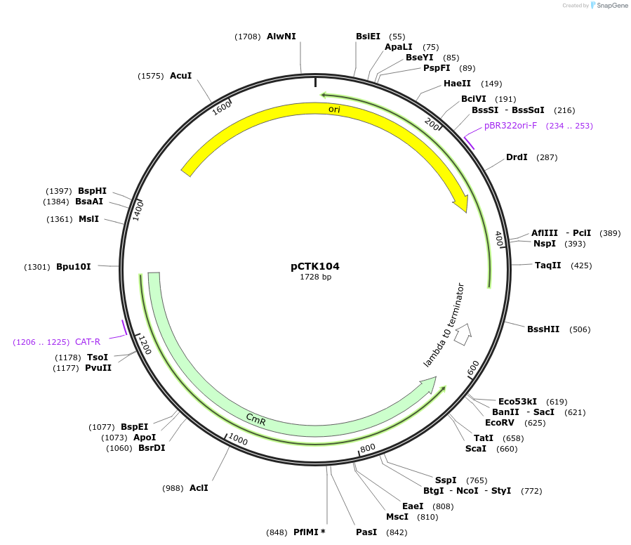 248467-plasmid-map-sequence-id-505300