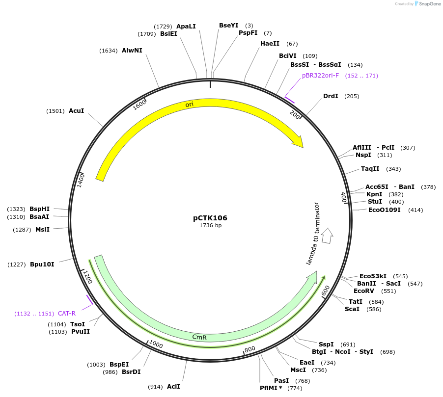 248469-plasmid-map-sequence-id-505301