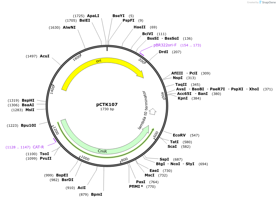 248470-plasmid-map-sequence-id-505302