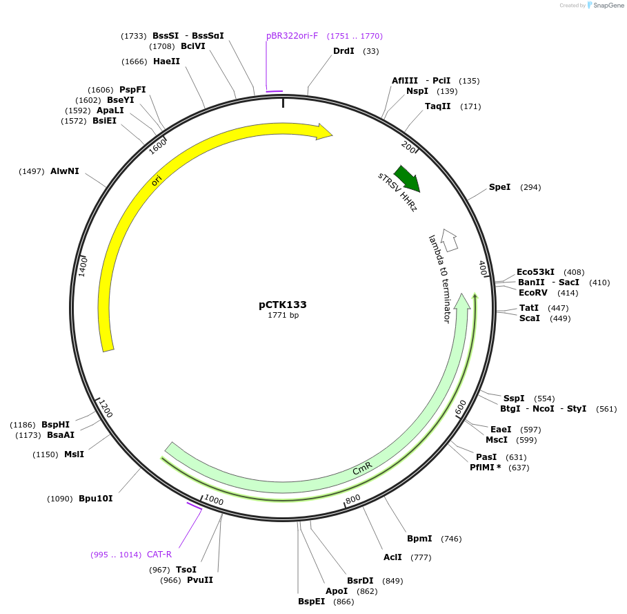 248496-plasmid-map-sequence-id-505303