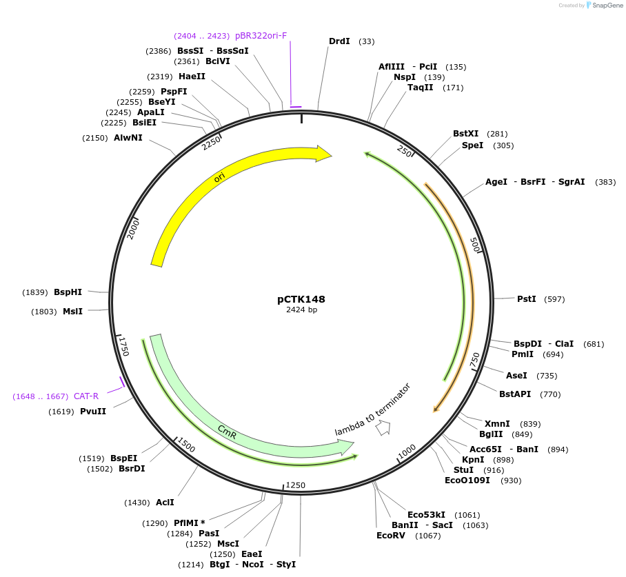 248511-plasmid-map-sequence-id-505304