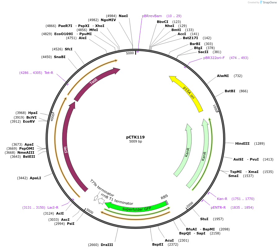 248482-plasmid-map-sequence-id-505305