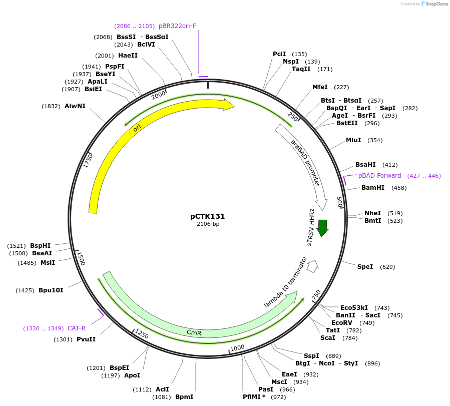 248494-plasmid-map-sequence-id-505306