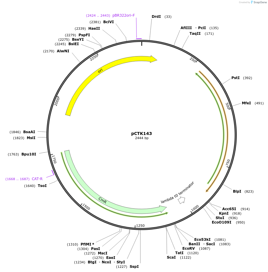 248506-plasmid-map-sequence-id-505307