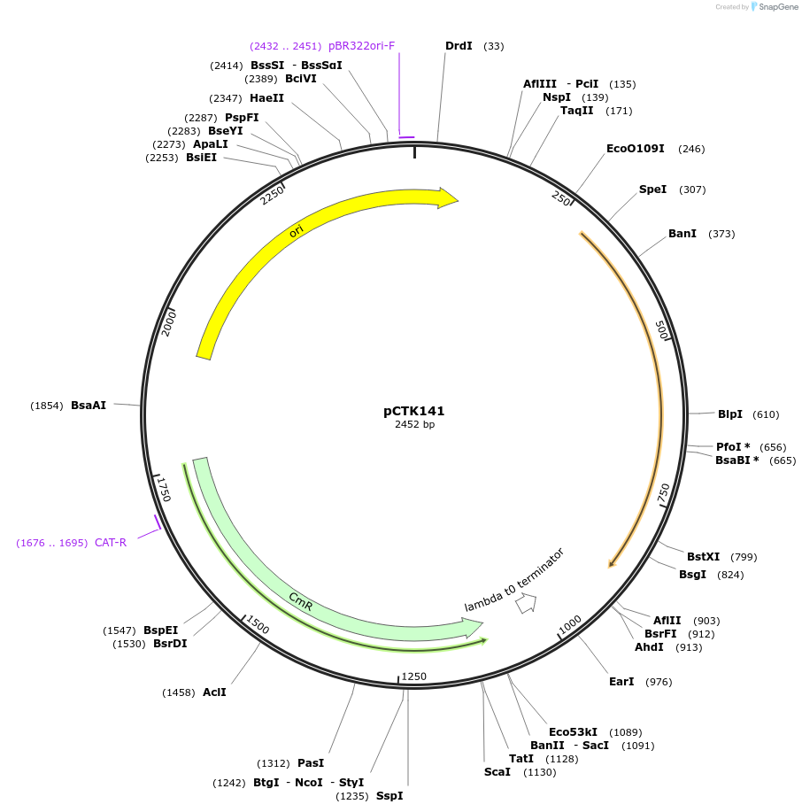 248504-plasmid-map-sequence-id-505308