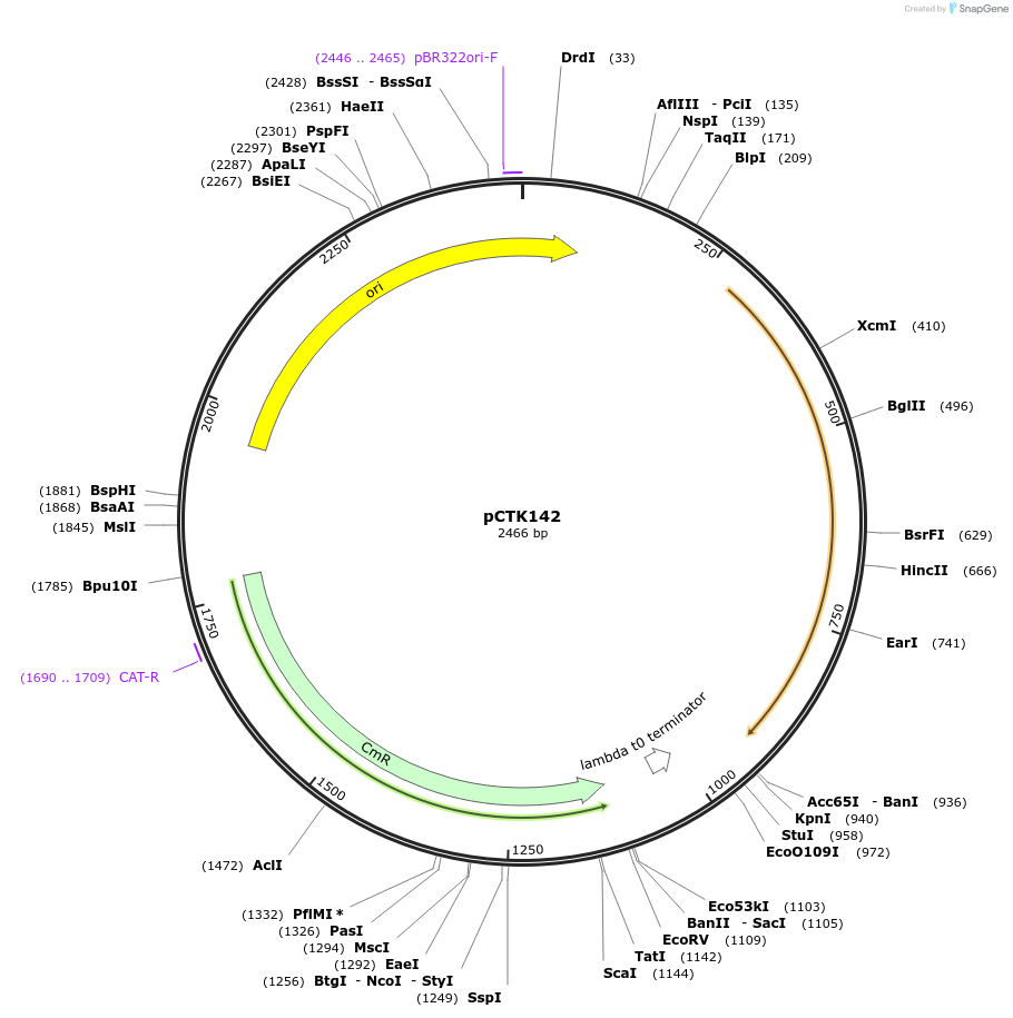 248505-plasmid-map-sequence-id-505309