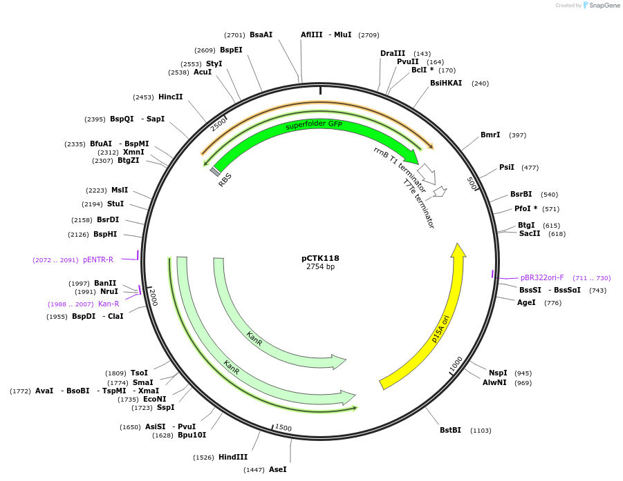 248481-plasmid-map-sequence-id-505310
