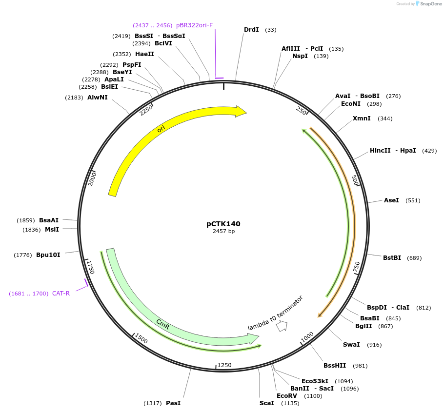 248503-plasmid-map-sequence-id-505311