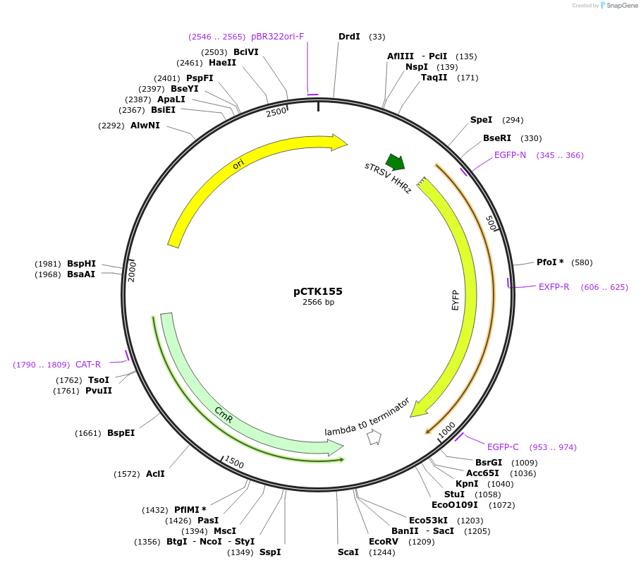 248518-plasmid-map-sequence-id-505312