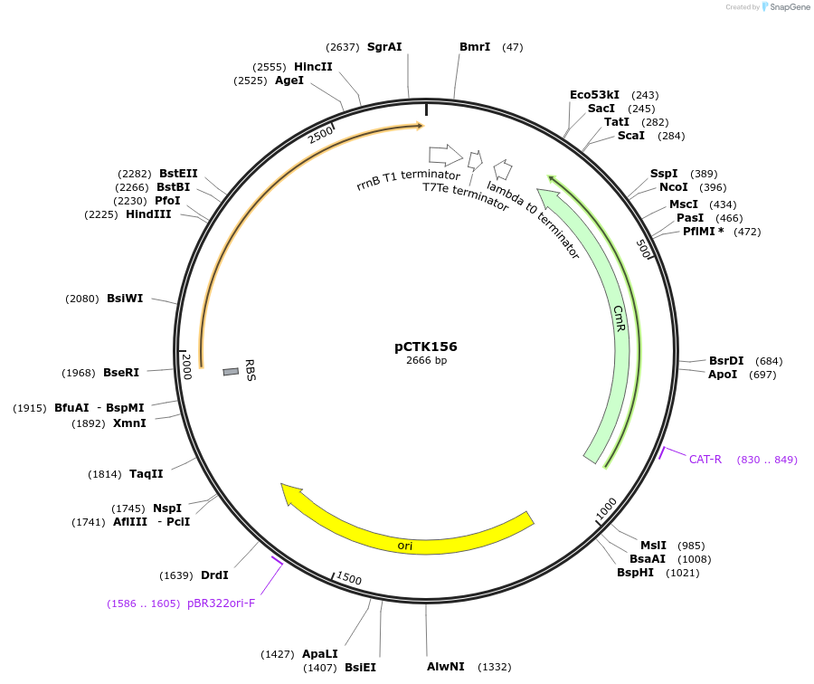 248519-plasmid-map-sequence-id-505313
