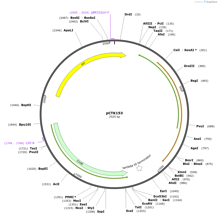 248516-plasmid-map-sequence-id-505314