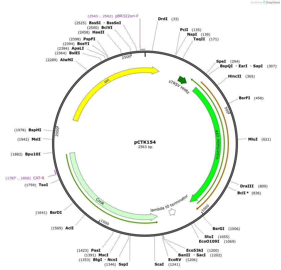 248517-plasmid-map-sequence-id-505315