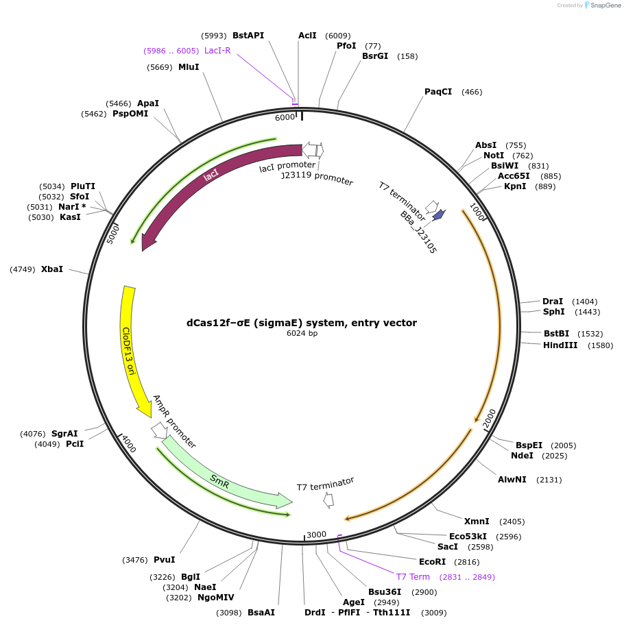 254272-plasmid-map-sequence-id-505316