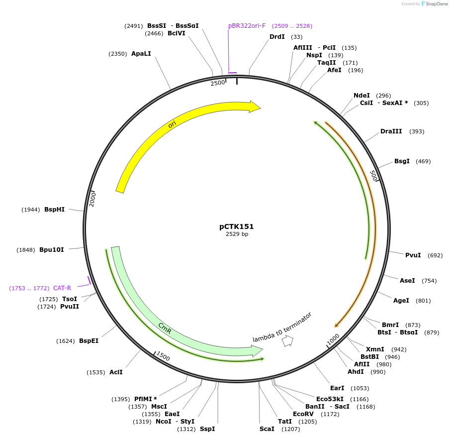 248514-plasmid-map-sequence-id-505317