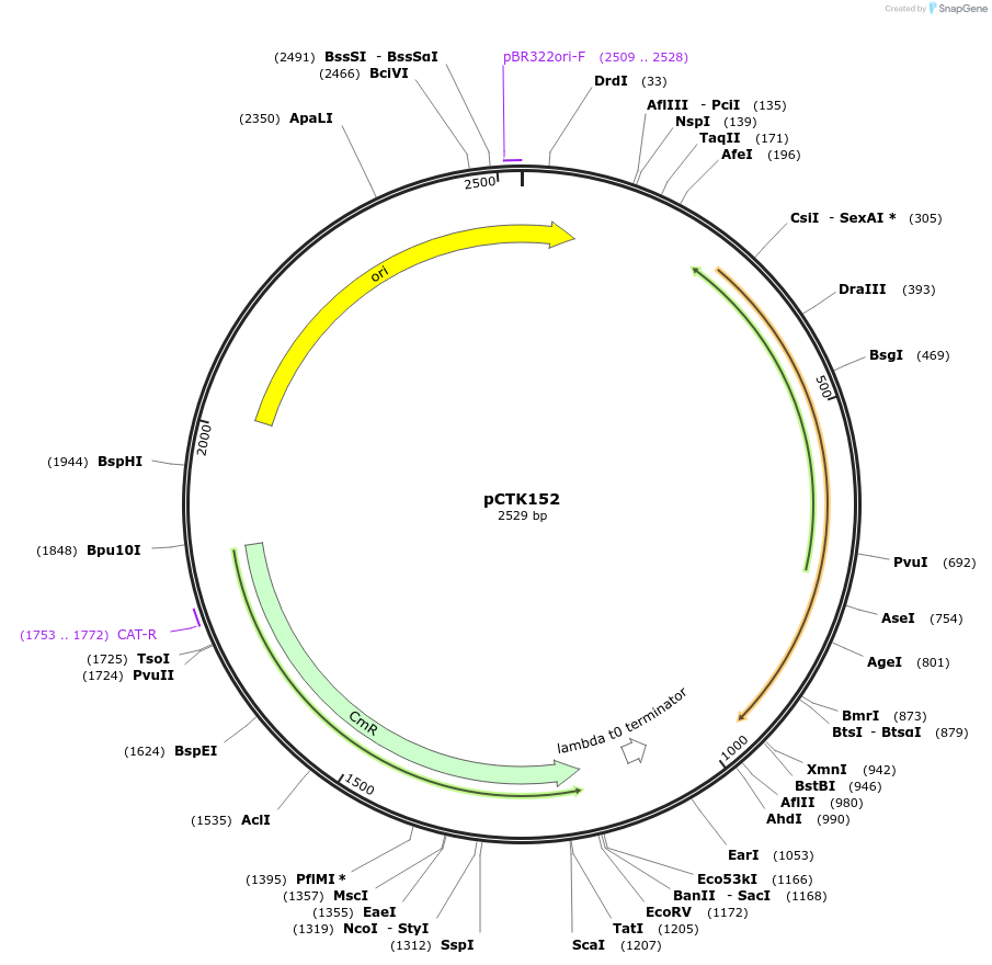 248515-plasmid-map-sequence-id-505318