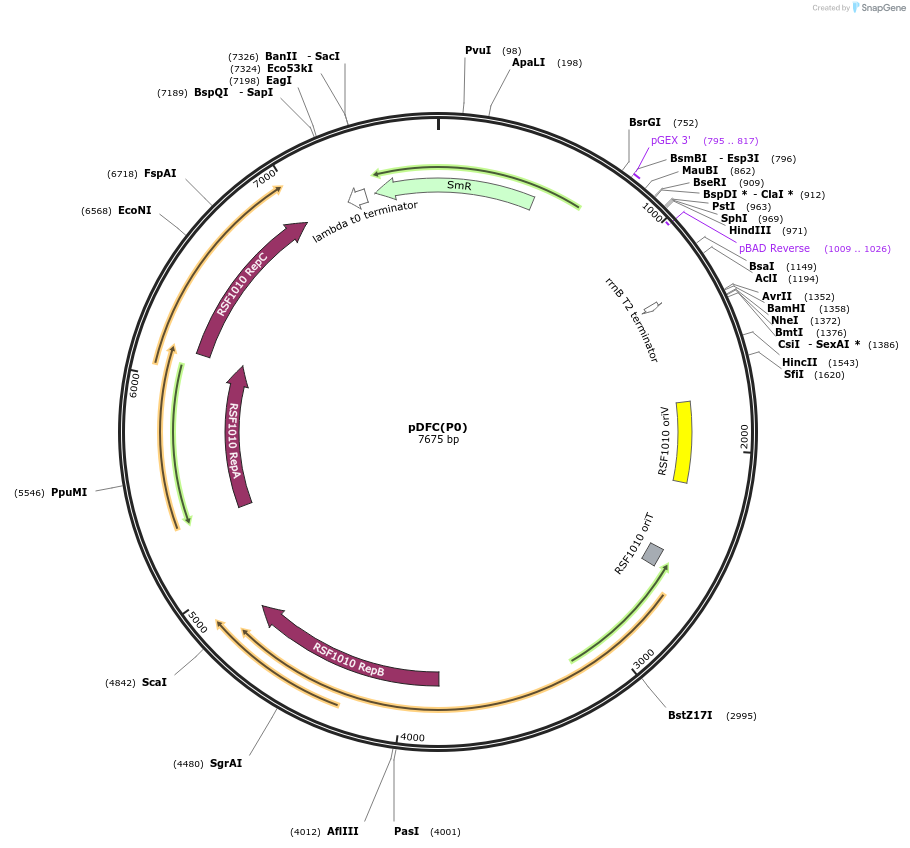 251363-plasmid-map-sequence-id-505319