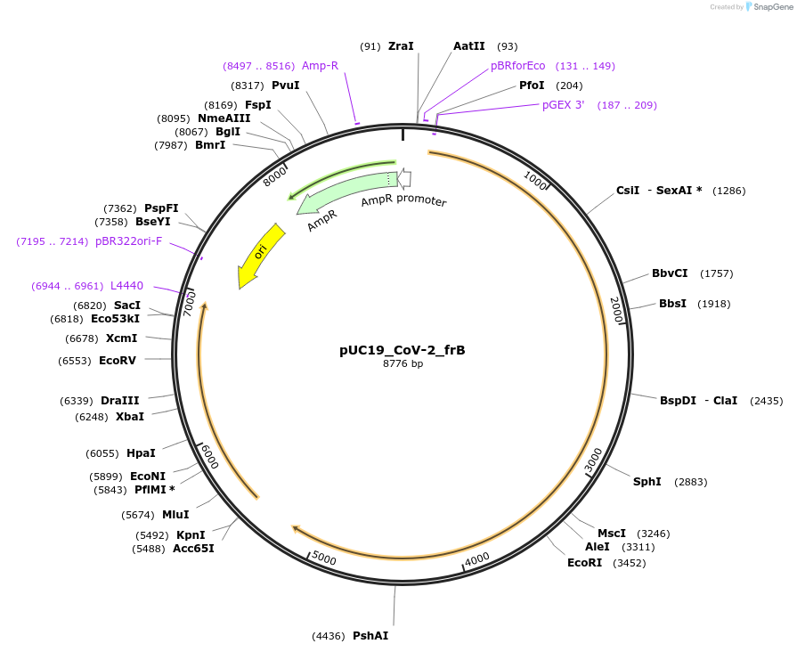253183-plasmid-map-sequence-id-505320