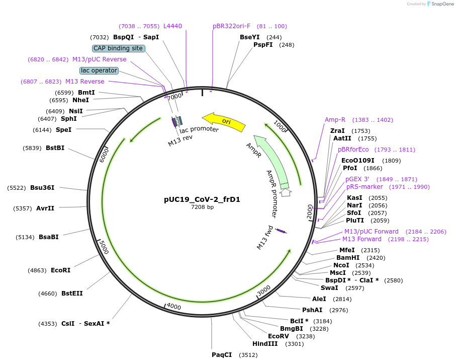 253115-plasmid-map-sequence-id-505321
