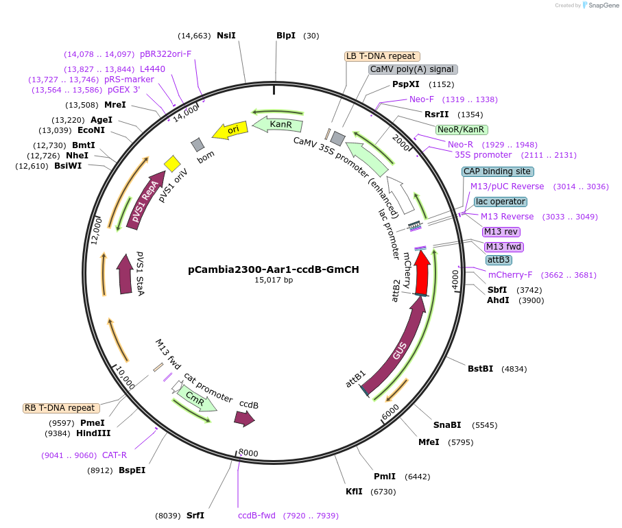 254405-plasmid-map-sequence-id-505322