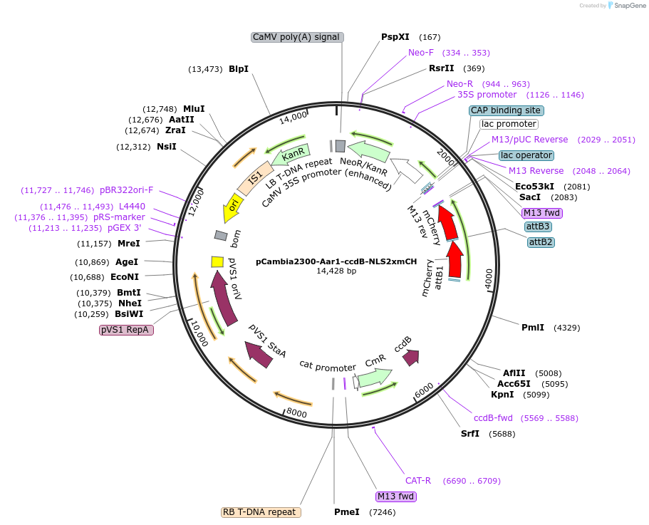254406-plasmid-map-sequence-id-505323