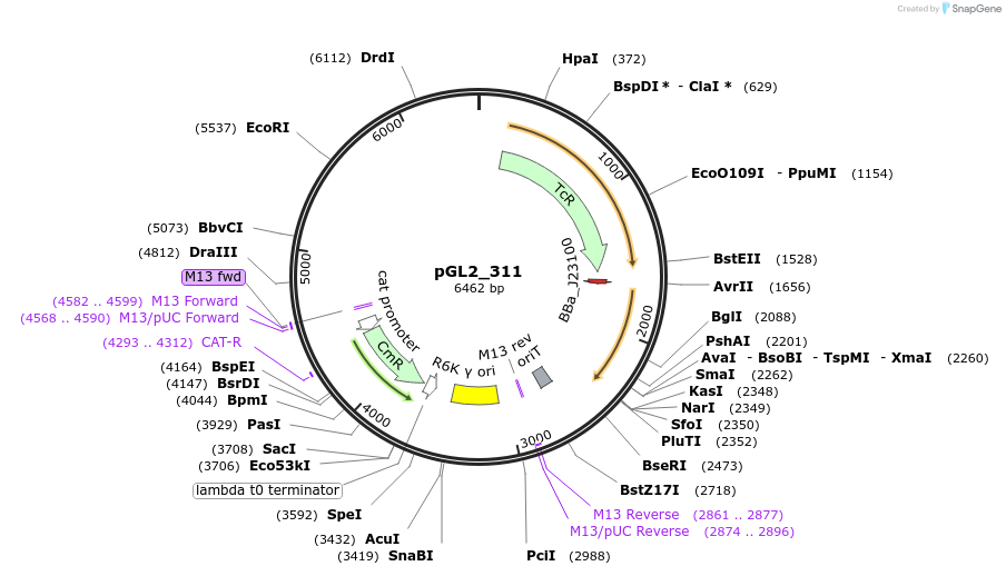 251949-plasmid-map-sequence-id-505326