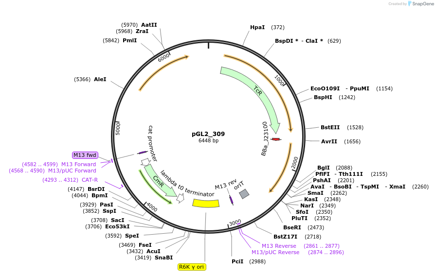 251947-plasmid-map-sequence-id-505327