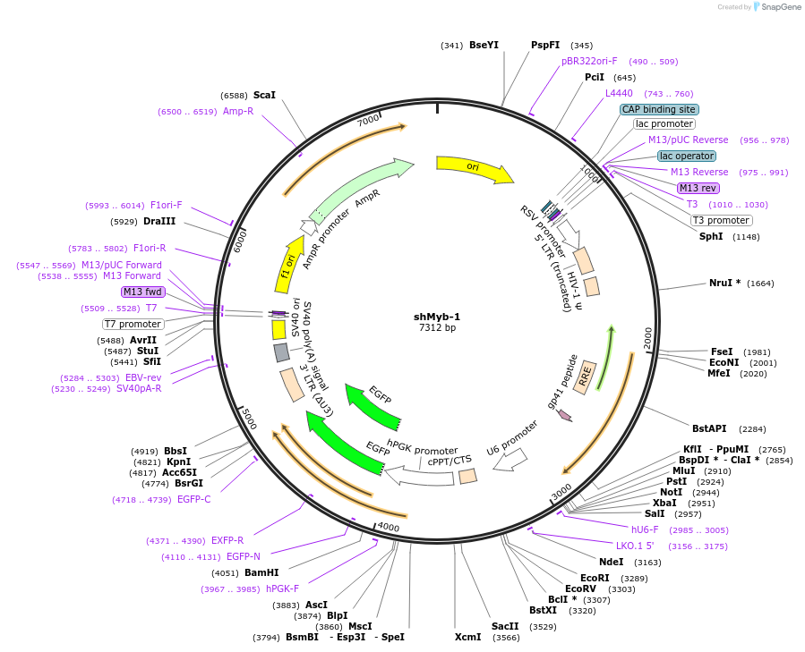 247030-plasmid-map-sequence-id-505328