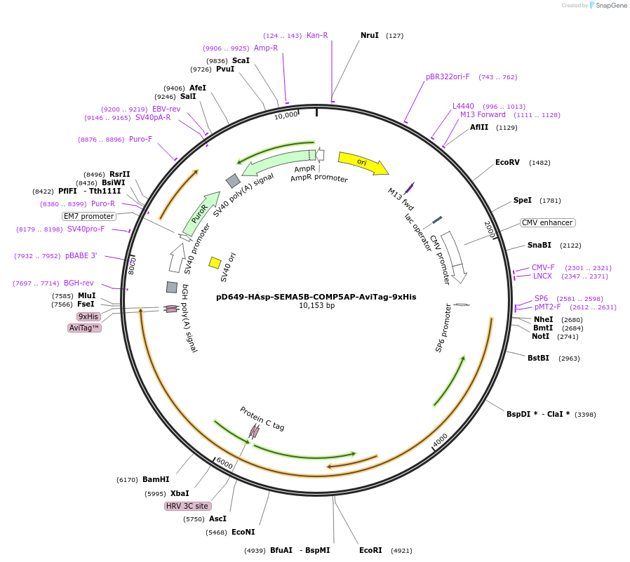 157585-plasmid-map-sequence-id-505329