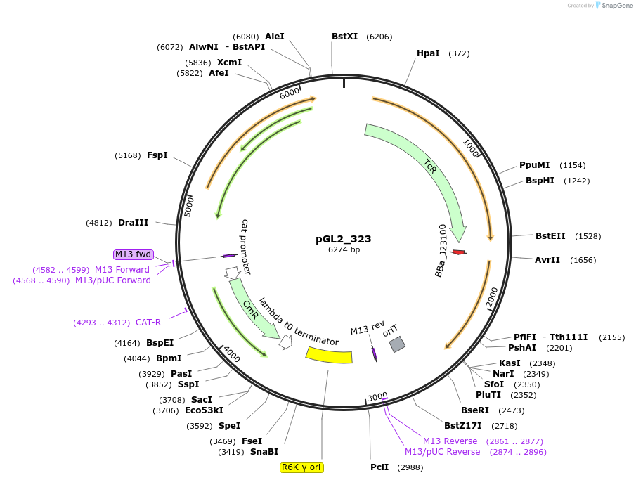 251961-plasmid-map-sequence-id-505333