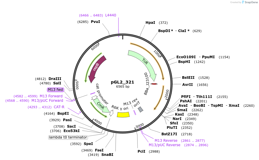 251959-plasmid-map-sequence-id-505334