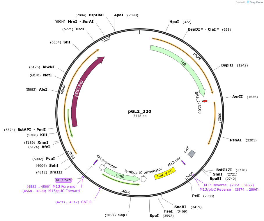 251958-plasmid-map-sequence-id-505335