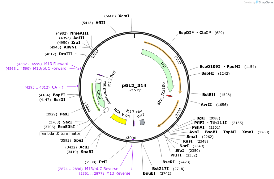 251952-plasmid-map-sequence-id-505336