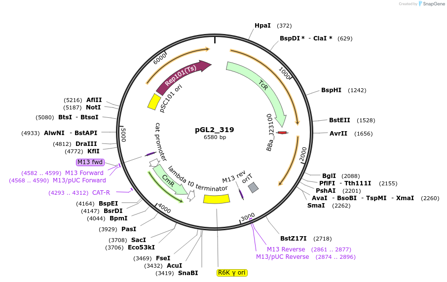 251957-plasmid-map-sequence-id-505337